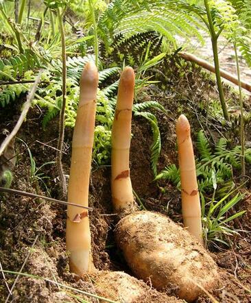 美军推进高超音速武器研发将建全球首座8马赫风洞|火狐电竞官网(图1) 火狐电竞官方网站